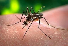 Aedes Aegypti