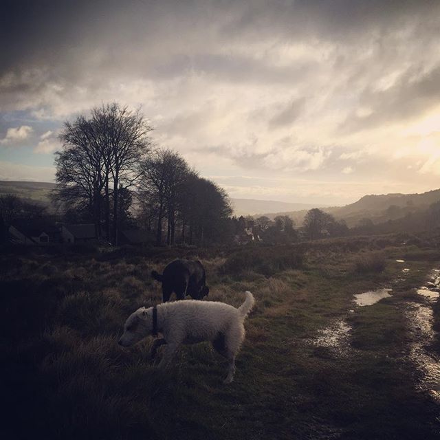 #ilkleymoor #parsonrussellterrier #labrador #dogwalks #sid #dogsofinstagram #yorkshirecountryside #dogfun #dogstagram