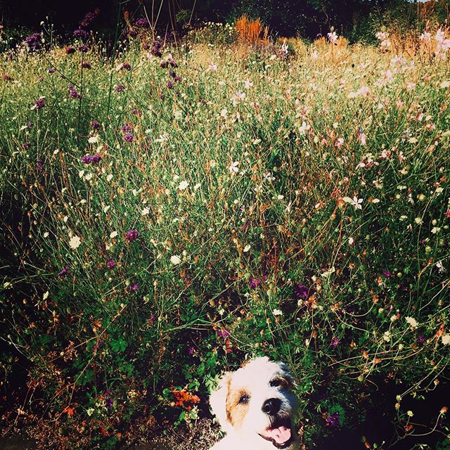 English garden walk #Sid #parsonrussellterrier #victoriaparkvillage #dogs #doggystyle🐶 #dogfun #dogsofinstagram #dogphotography #dogwalk #englishgarden #hackney