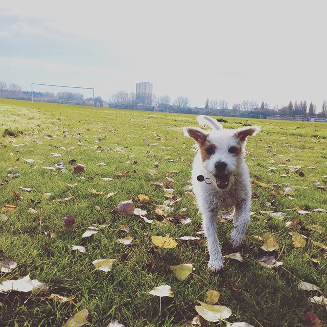 #Sid #parsonrussellterrier #autumnleaves #dogwalk #dogsofinstagram #doggyfun #londondogsofinstagram #hackneymarshes #eastlondondogs