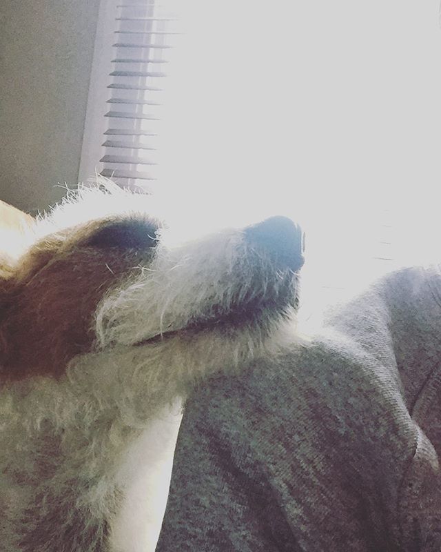I&rsquo;ve got a Sid on my shoulder #Sid #parsonsrussellterrier #eastlondondogs #dogsofinstagram #dogs #doggy #dogphotography #dog #londondogweek #doglover