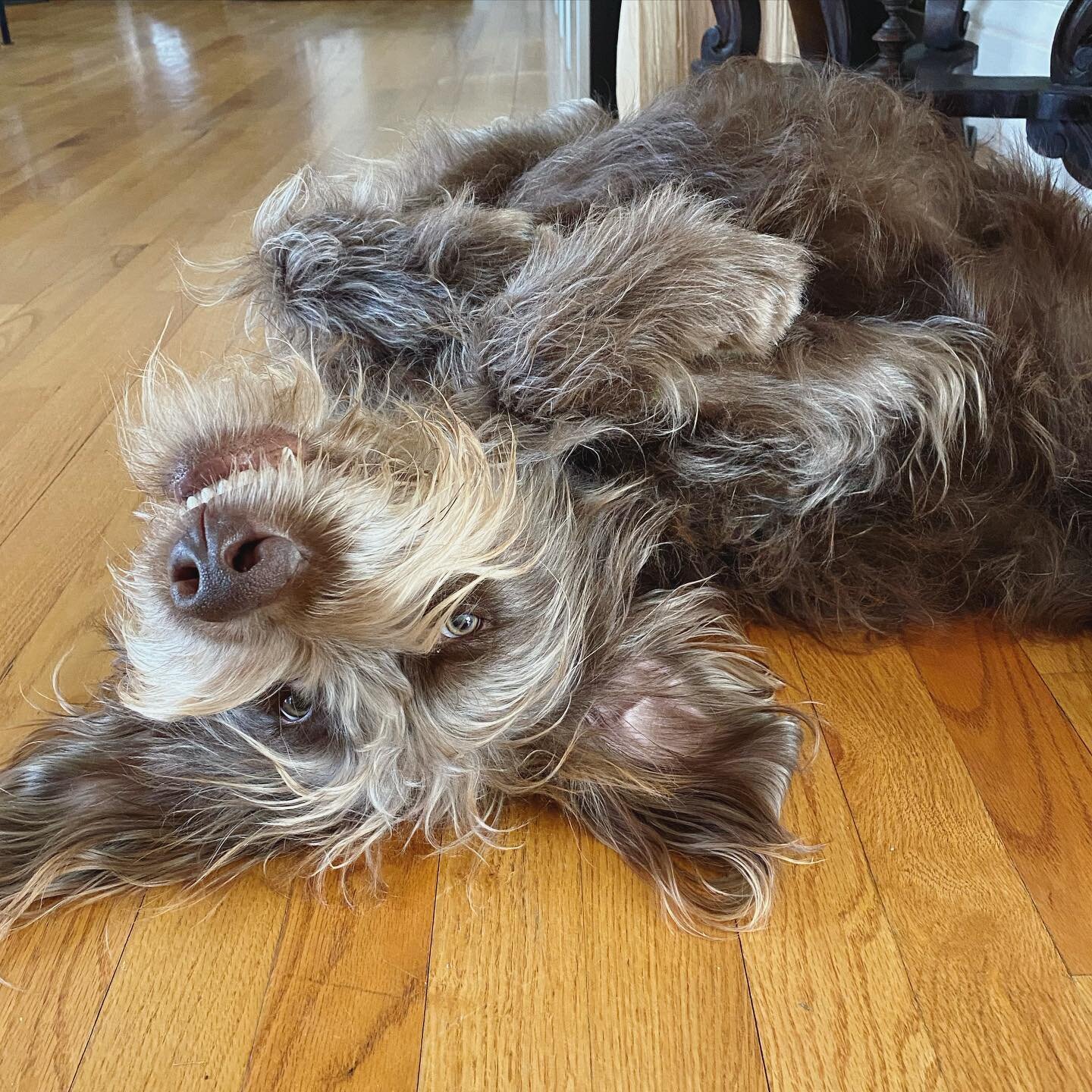 Absolutely infuriating that my dog naturally has the highlights I have been trying to achieve with every hair stylist I have ever worked with.