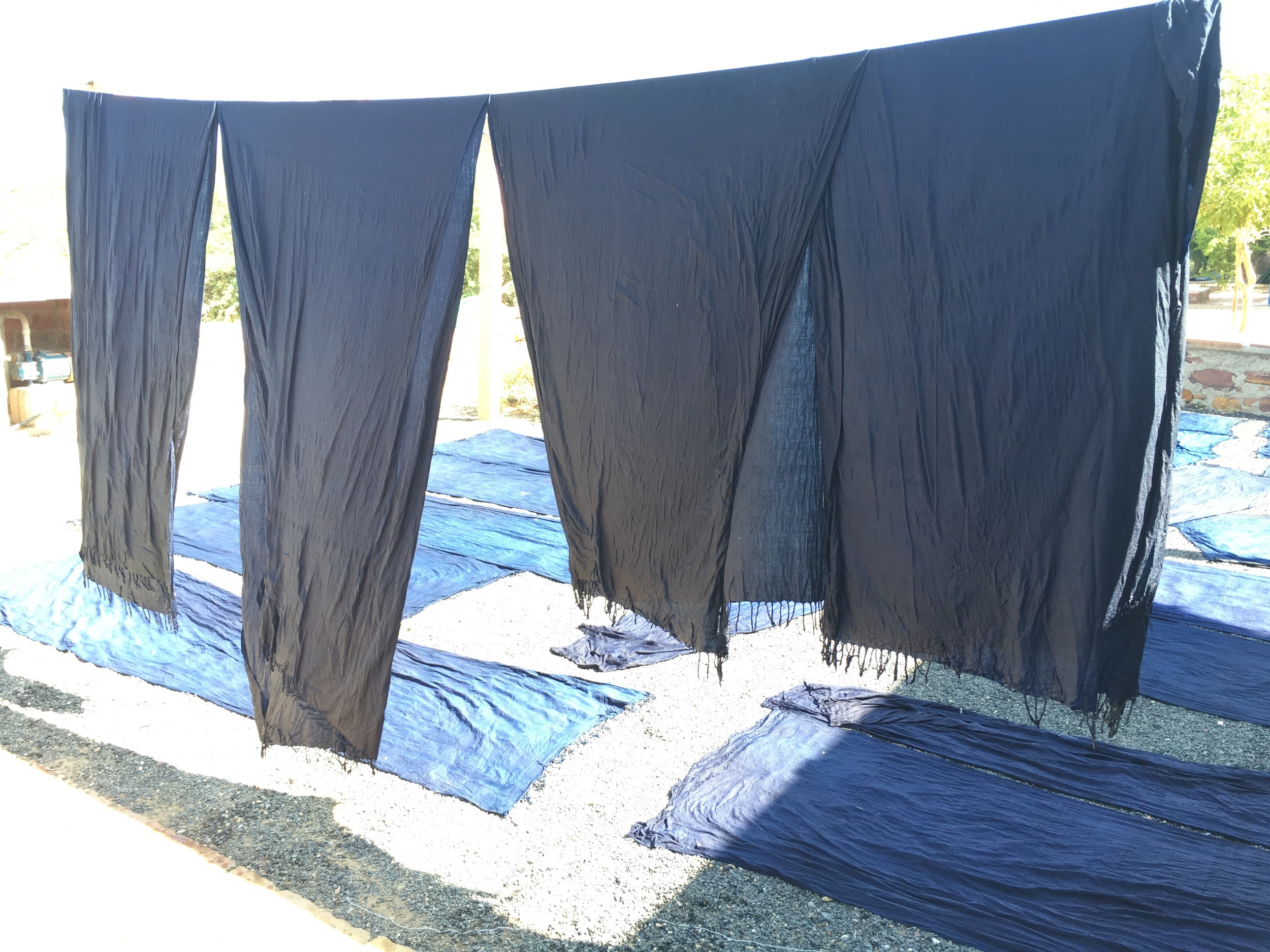 Indigo Kala Cotton drying