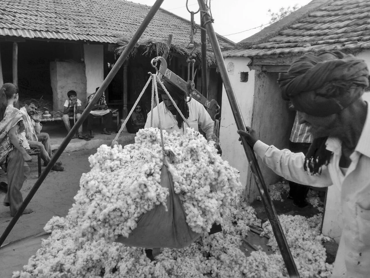 Buying raw kala cotton directly from the local growers