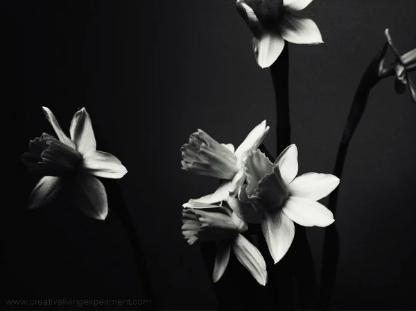 iPhngrphy_DaffodilBunchB&W2_CLE600px(2878).JPG