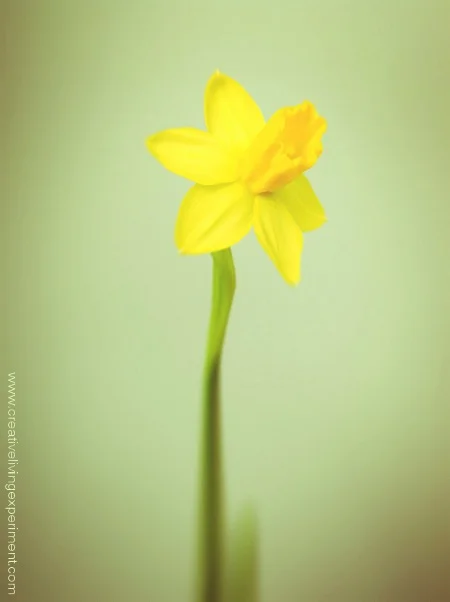 iPhngrphy_DaffodilGreen_CLE450px(2862).JPG