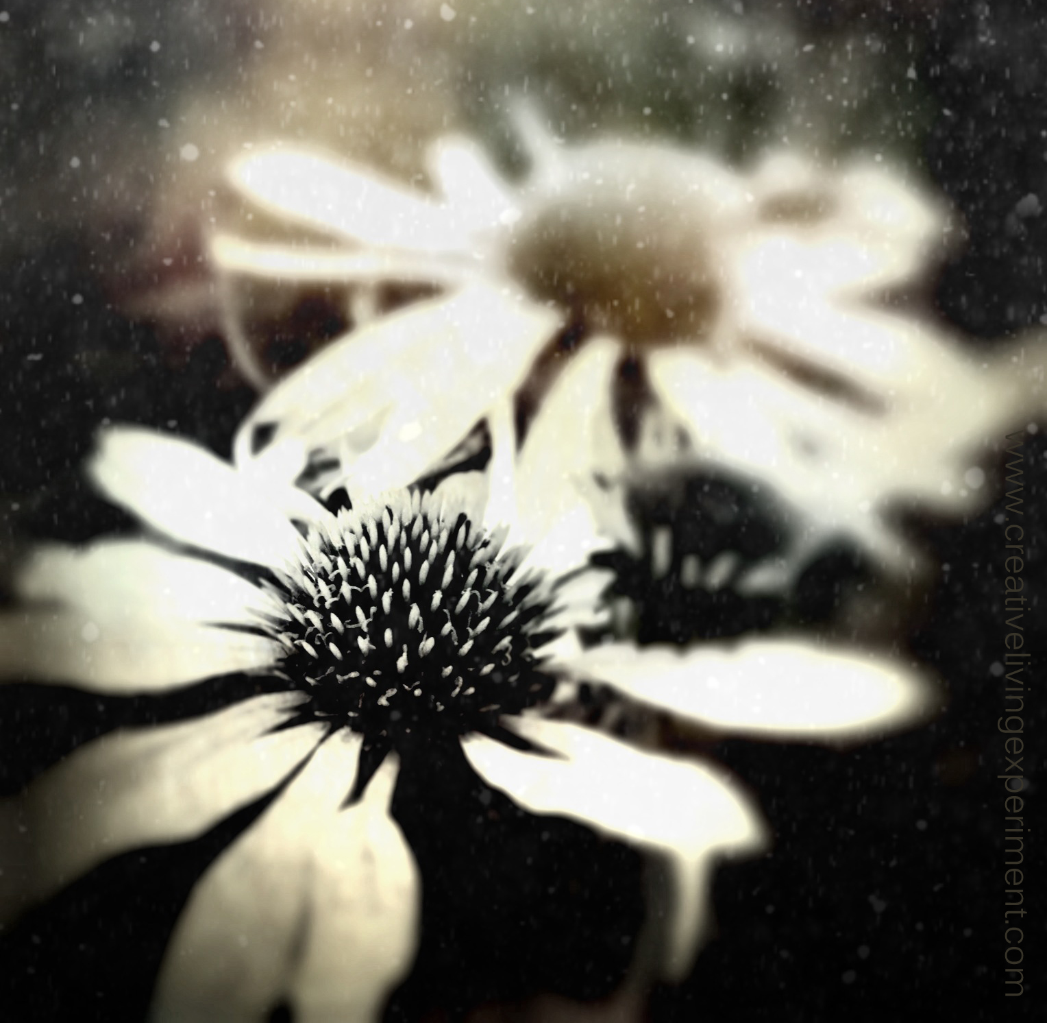 TwoBlooms_cr_600pxCLE(3191).jpg
