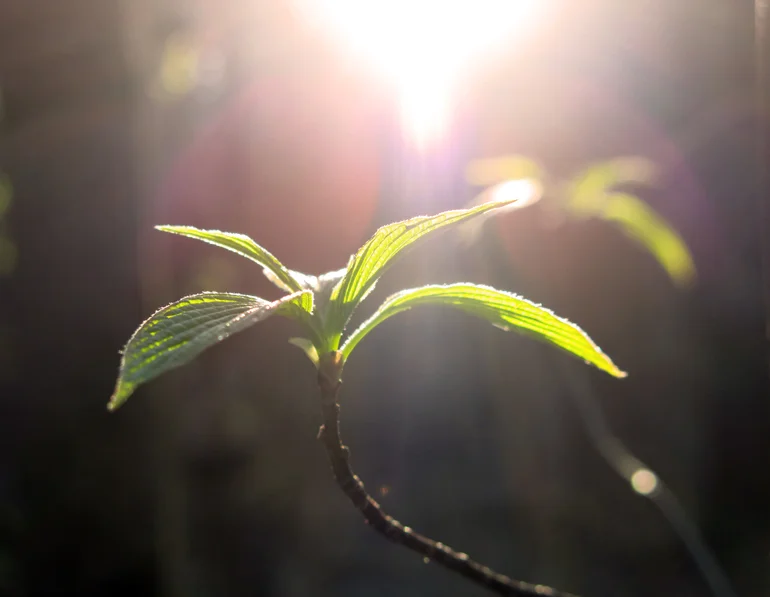 SunlightHope)770px(5465crautoadj).jpg