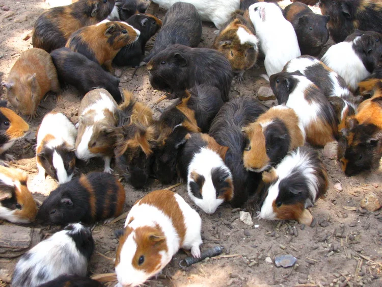 Famous Guinea Pigs of History — Ursula Dubosarsky