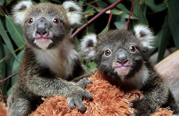 koala twins photo.jpg