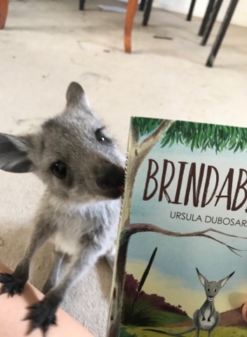 Brindabella kangaroo 3.jpg