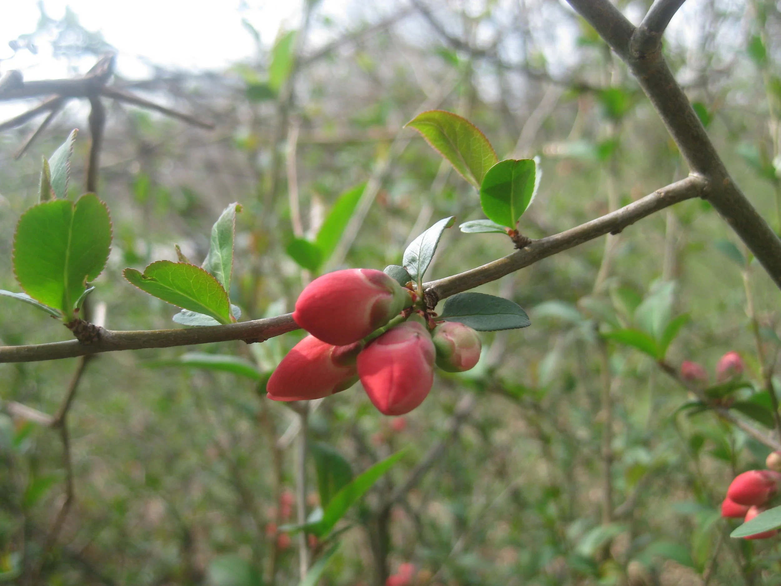 Crabapple