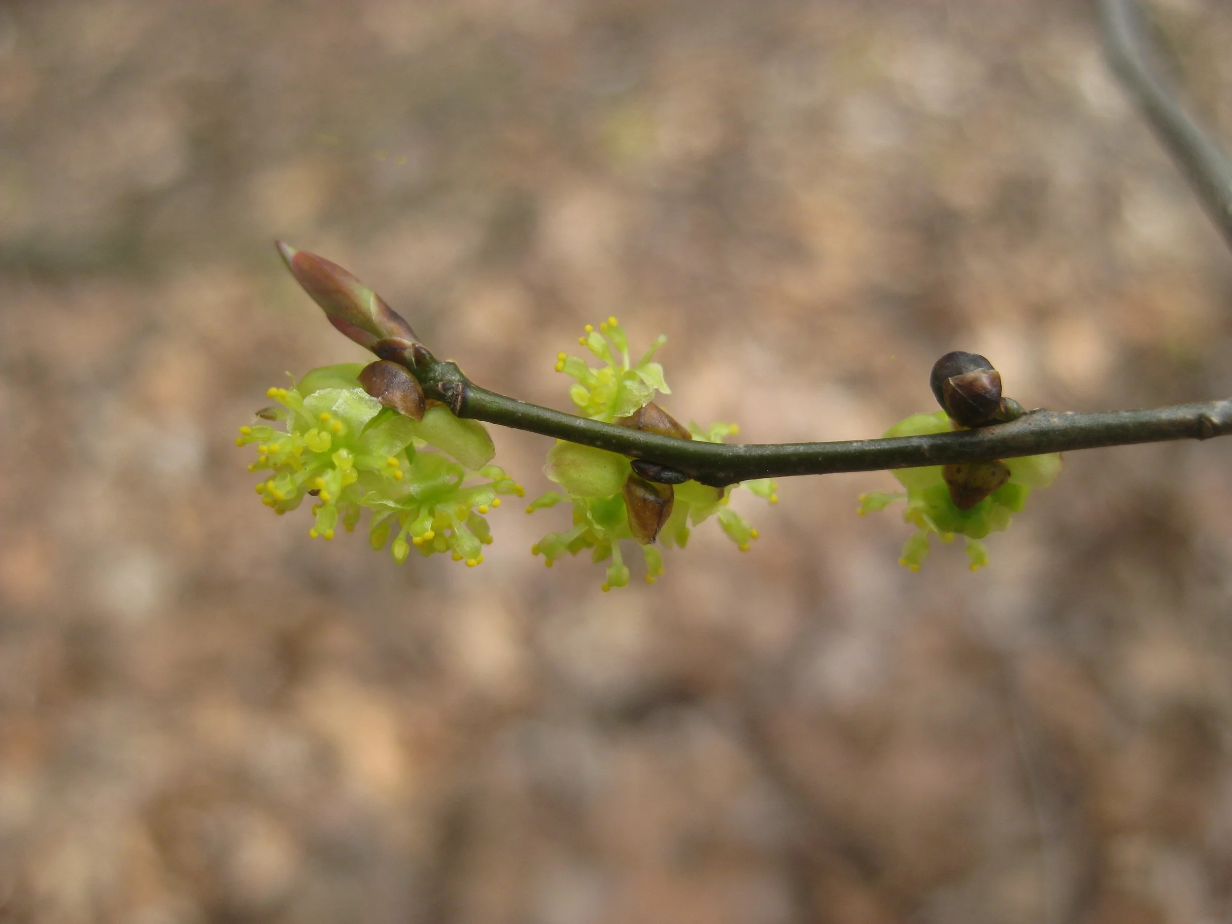 Spicebush - Lindera benzoin