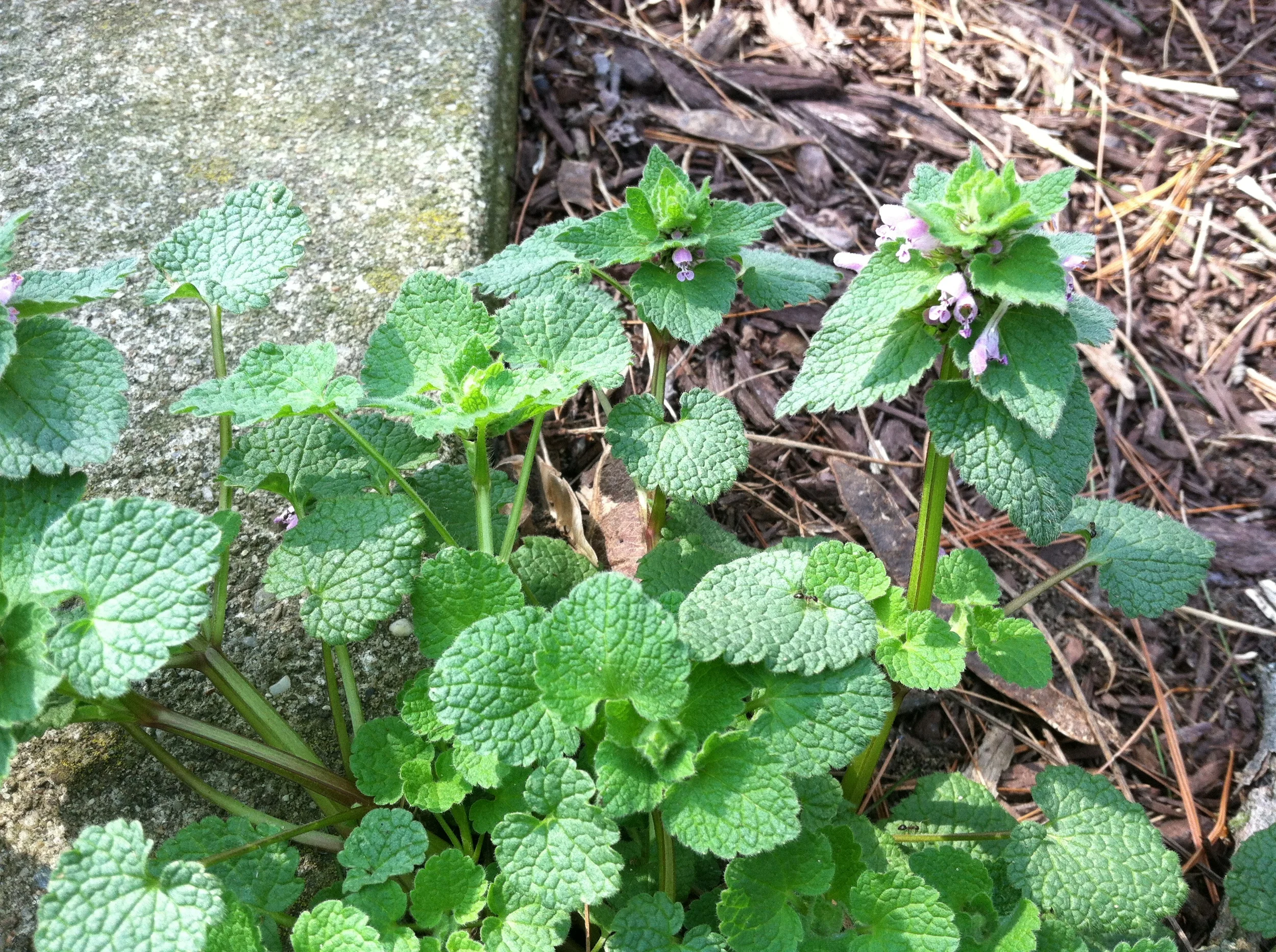 Dead Nettle
