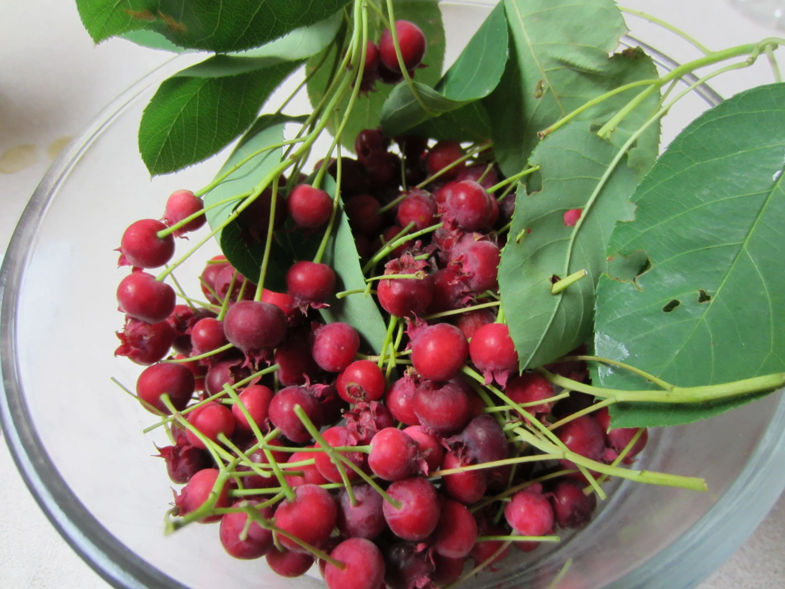Juneberry