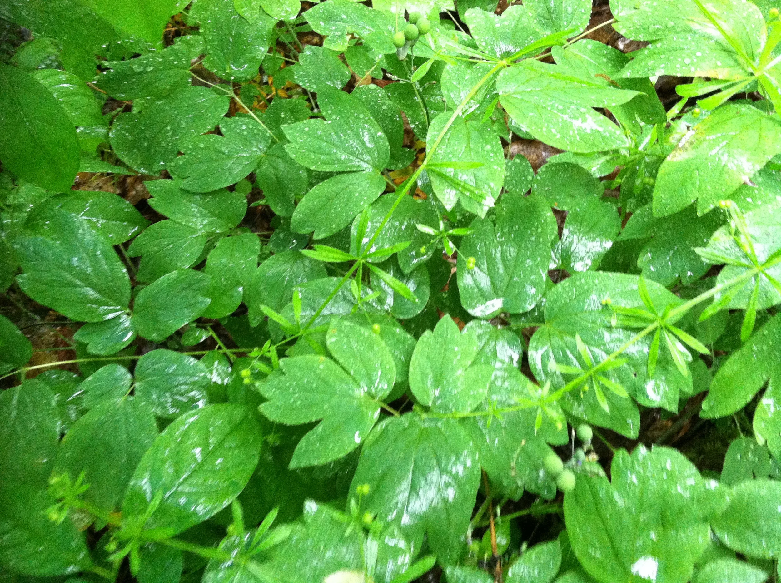 Blue Cohosh