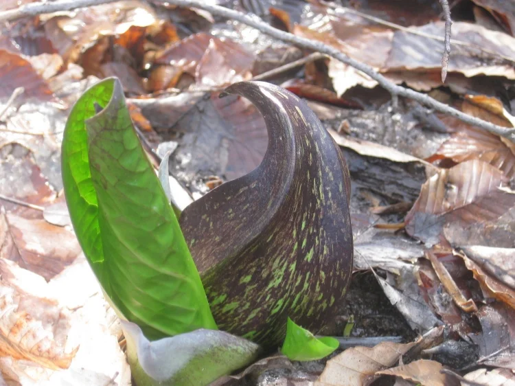 Skunk Cabbage 
