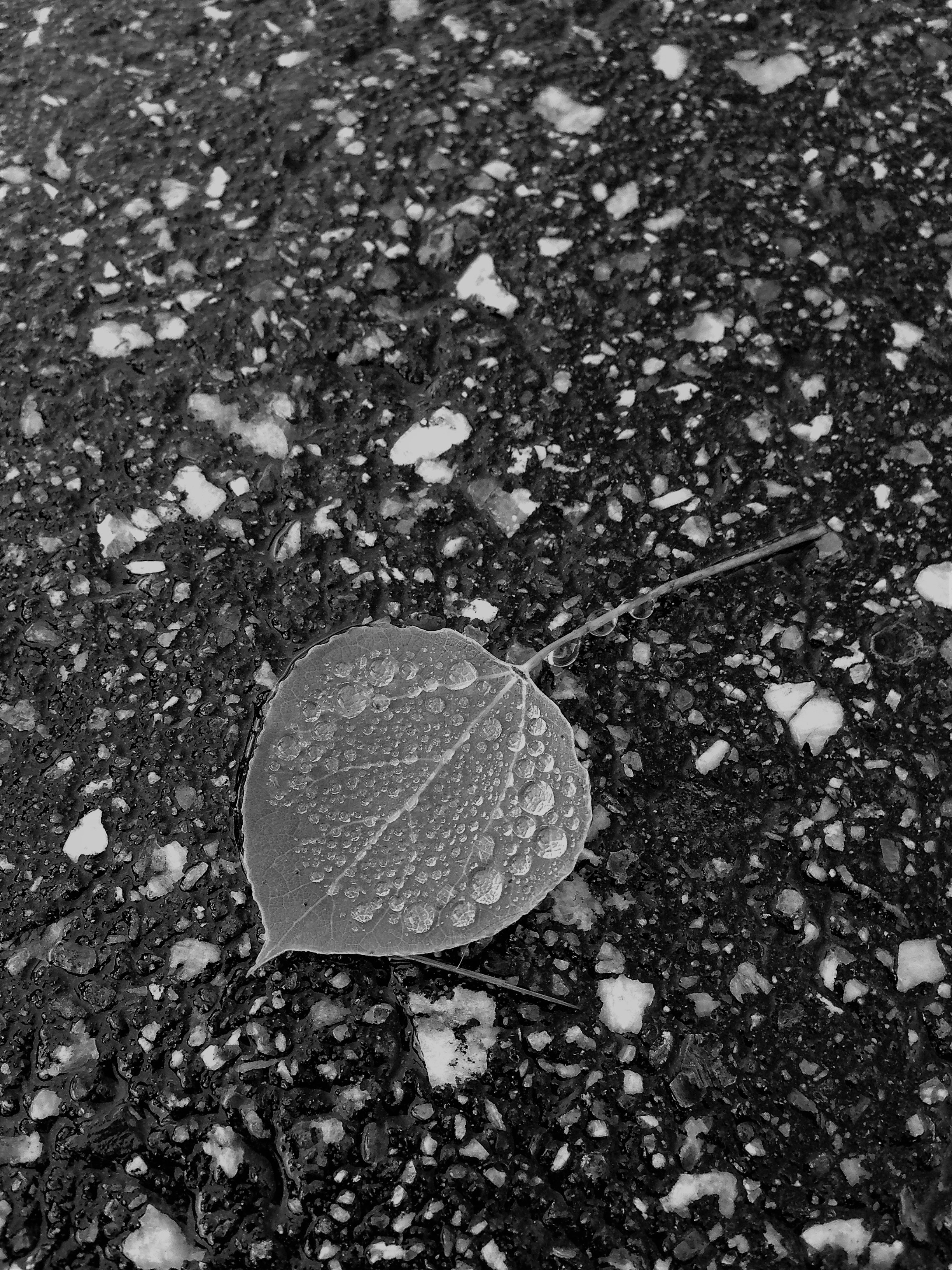 b&w aspen leaf .jpg