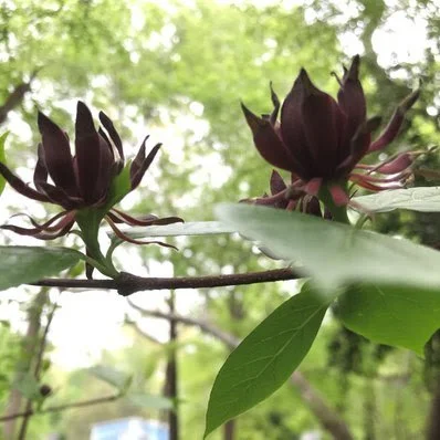 pawpaw flower.jpg