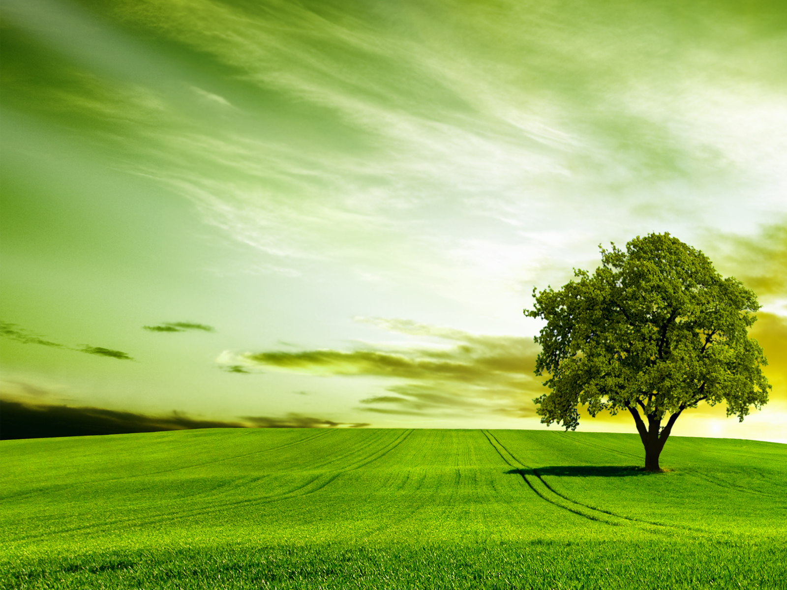 Growth-Tree-Cropped.png