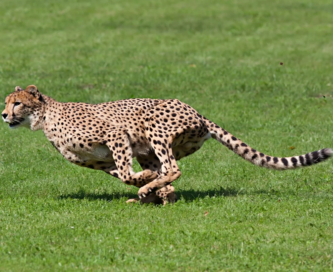Running Cheetah.jpg