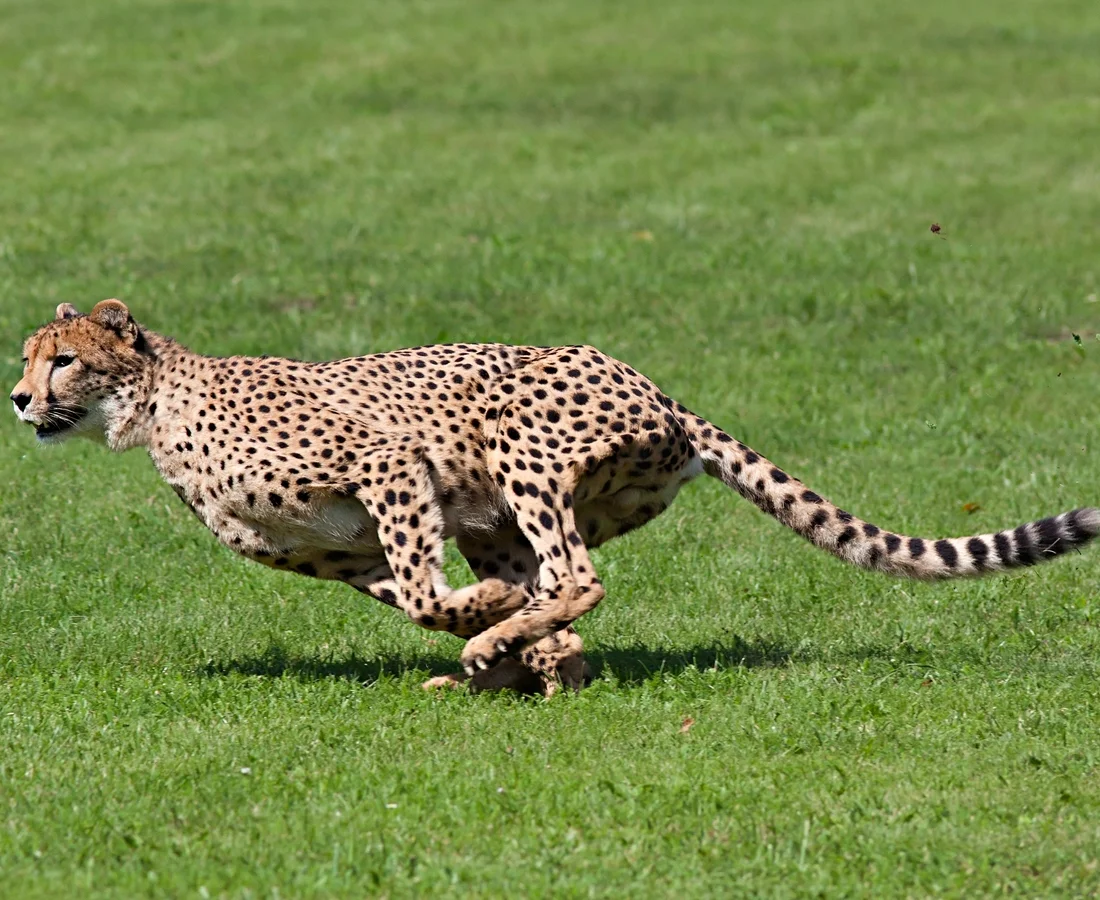 PMI-ACP Exam Prep 3-Day Workshop - Virtual Classroom