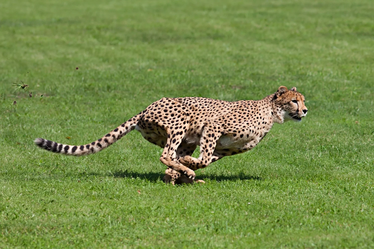 Running Cheetah.jpg