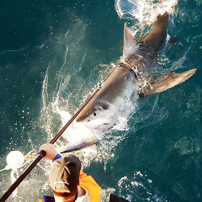 MAR_WhiteSharks_08_Ropey.jpg