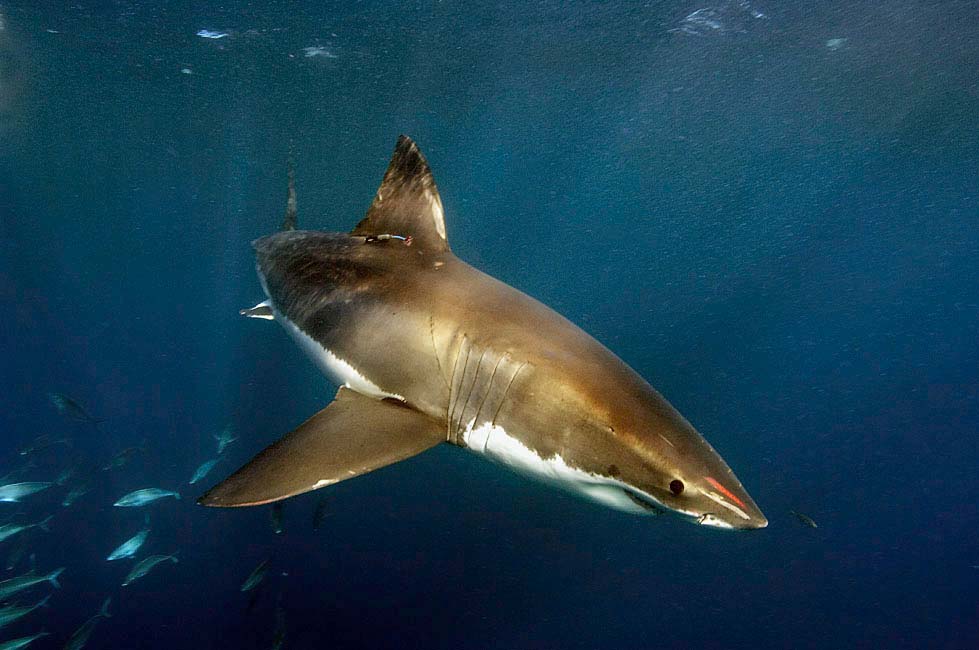 MAR_WhiteSharks_09_Marina.jpg