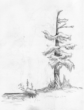 TREE.jpg