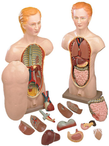 sh205-male_torso-anatomy_model.jpg