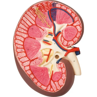 K10_01_Kidney-Section-3-times-full-size.jpg