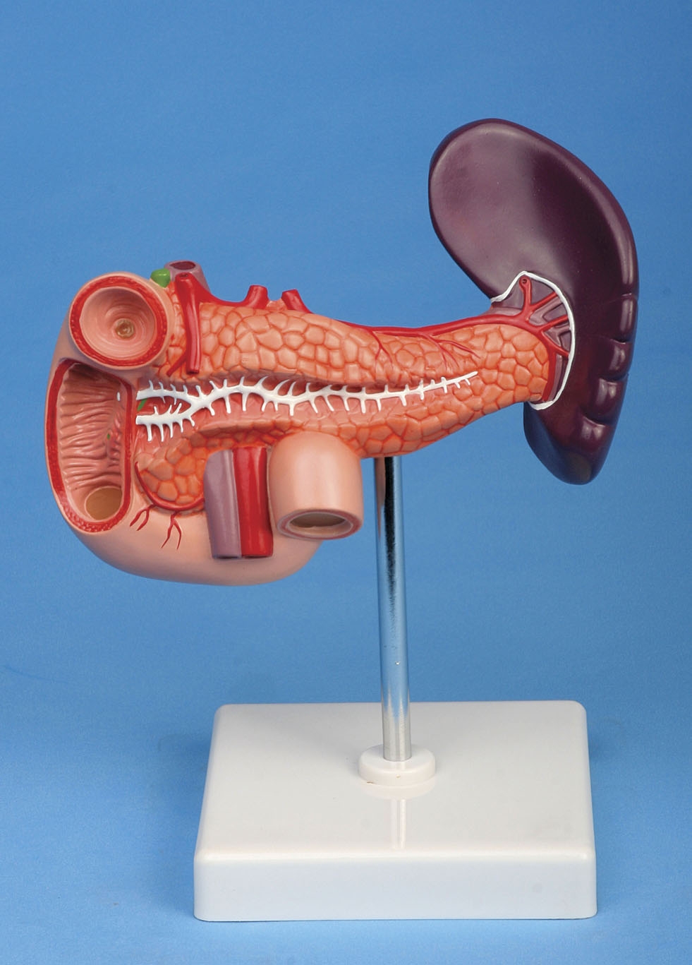Pancreas_model_Duodenum_and_Spleen_model_anatomical.jpg