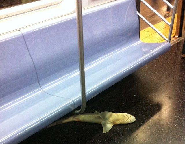 5sadsubwayshark.jpeg