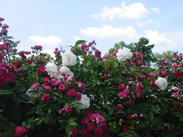 raspberry pink and white roses against sky.jpg