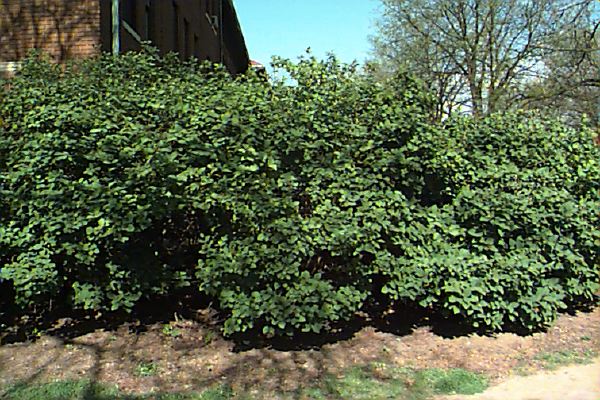 viburnumshrub.jpg