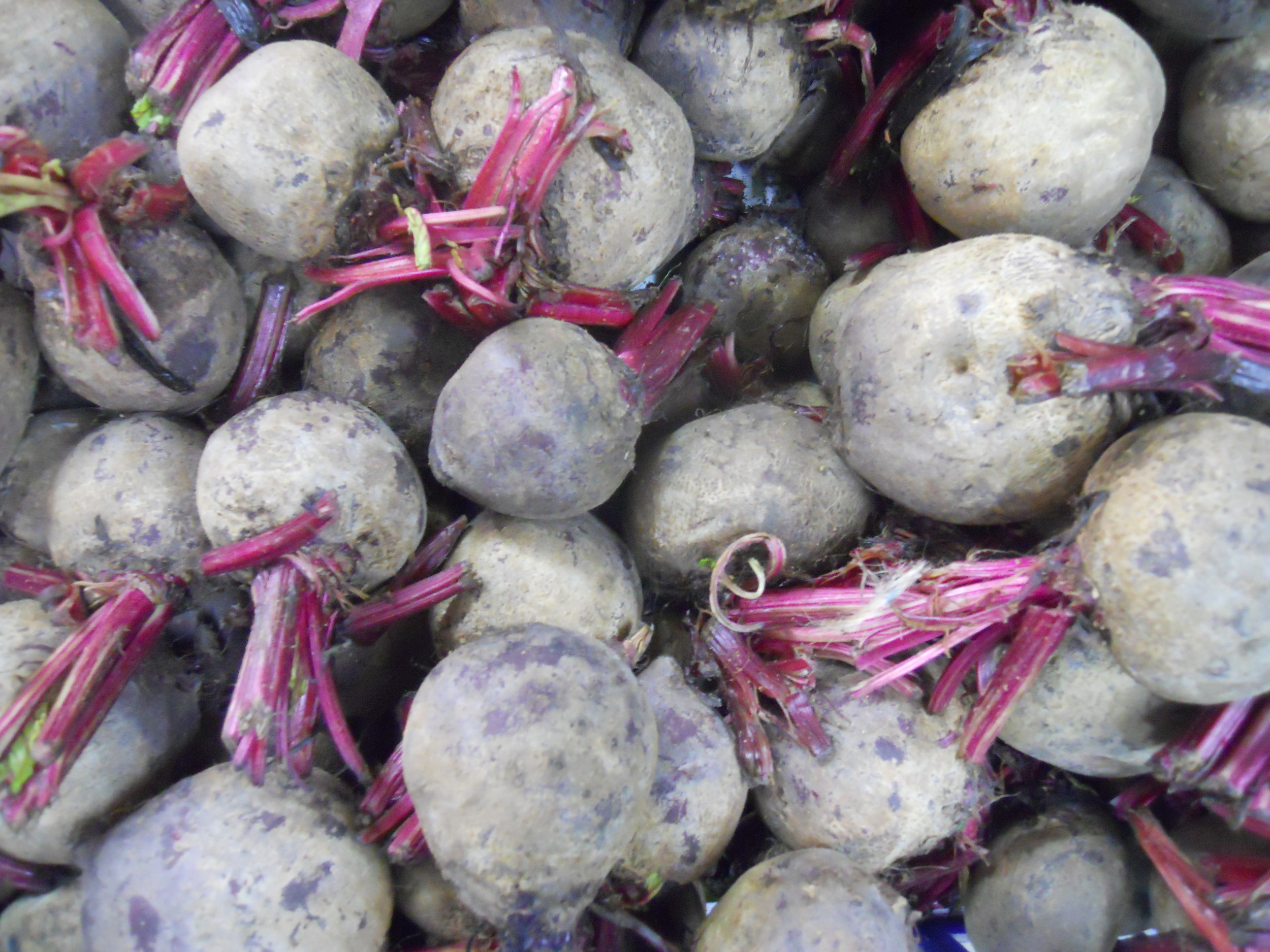 Beet_root_vegetable.jpg