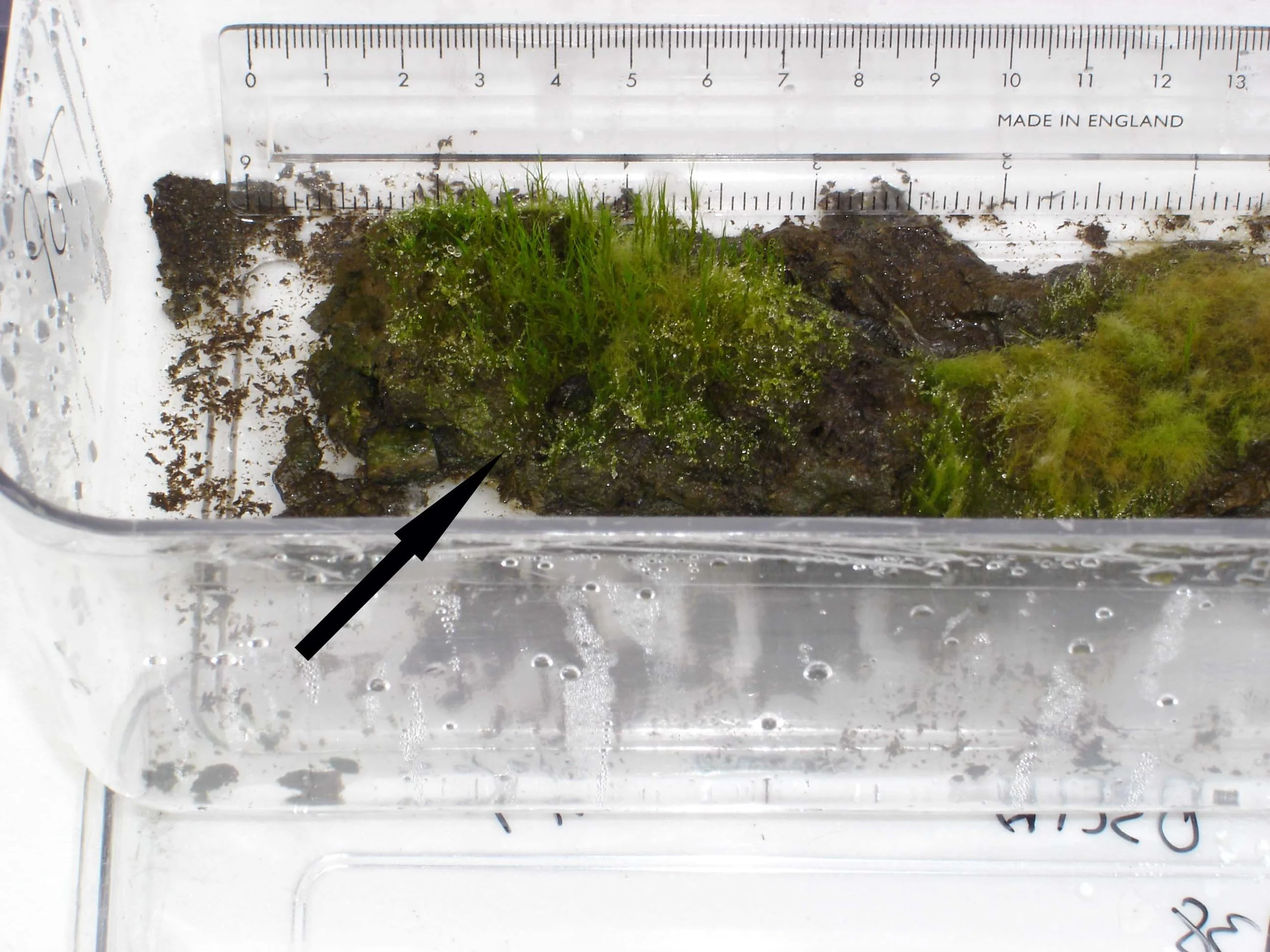 moss-1b.jpg