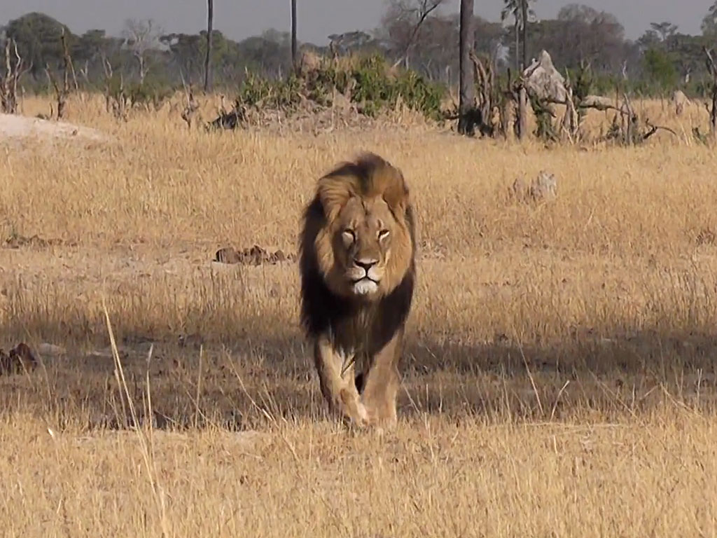 cecil-the-lion.jpg