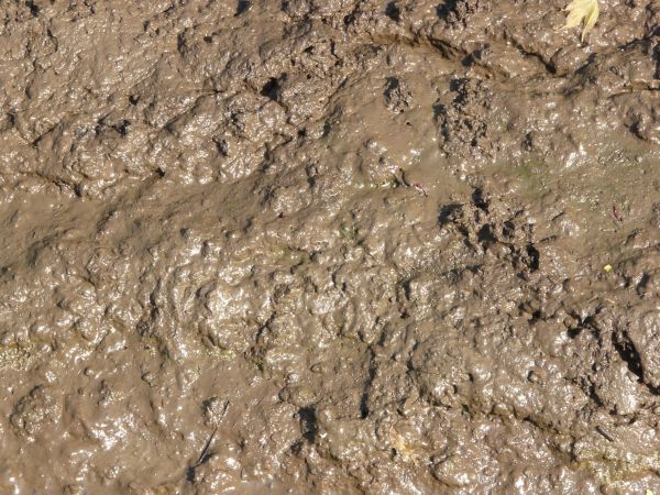 soil_mud_0037_01_preview.jpg