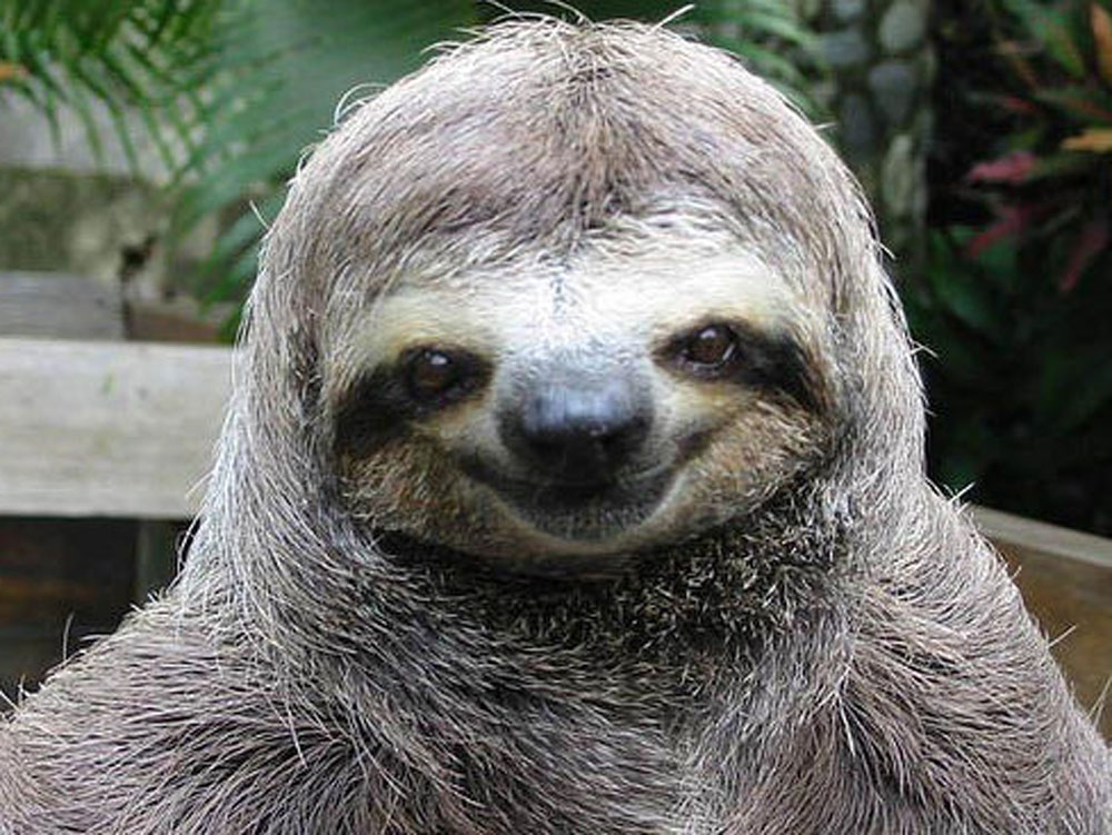 happy-smiling-sloth1.jpg