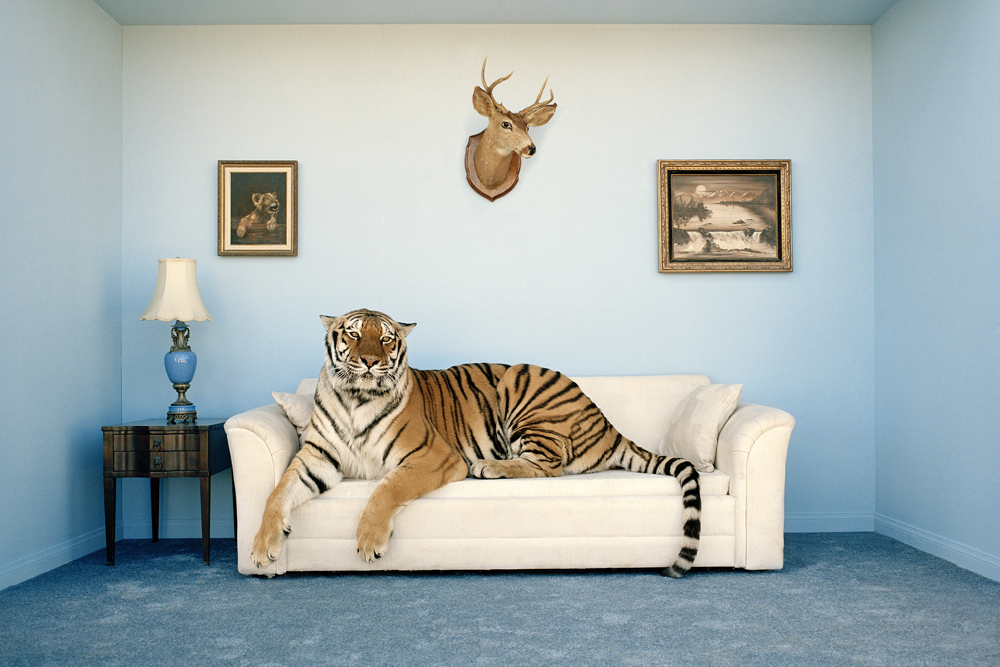 tiger-in-room.jpg