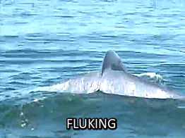 SlimCoarseKite-size_restricted.gif