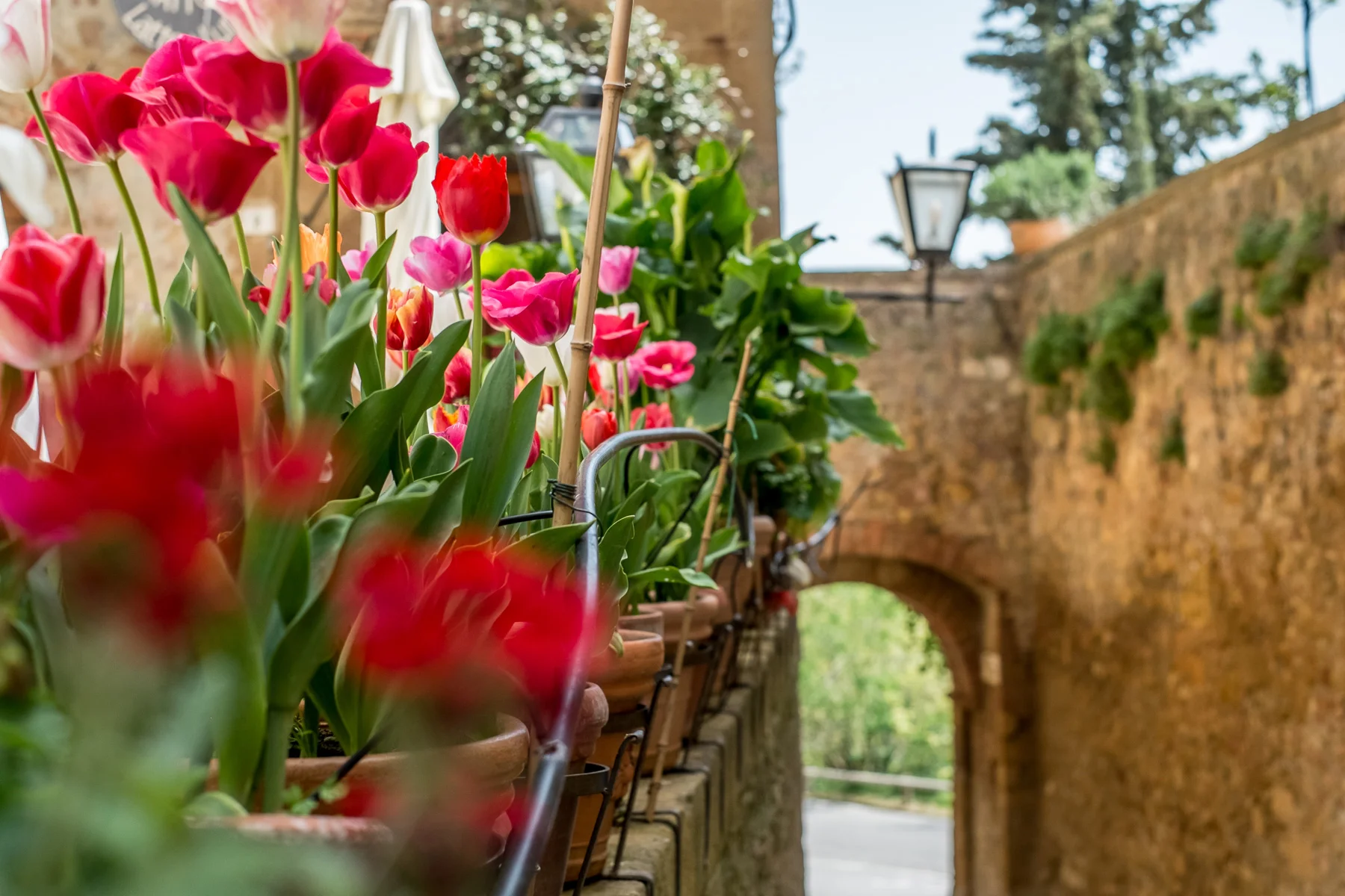 tulips.jpg