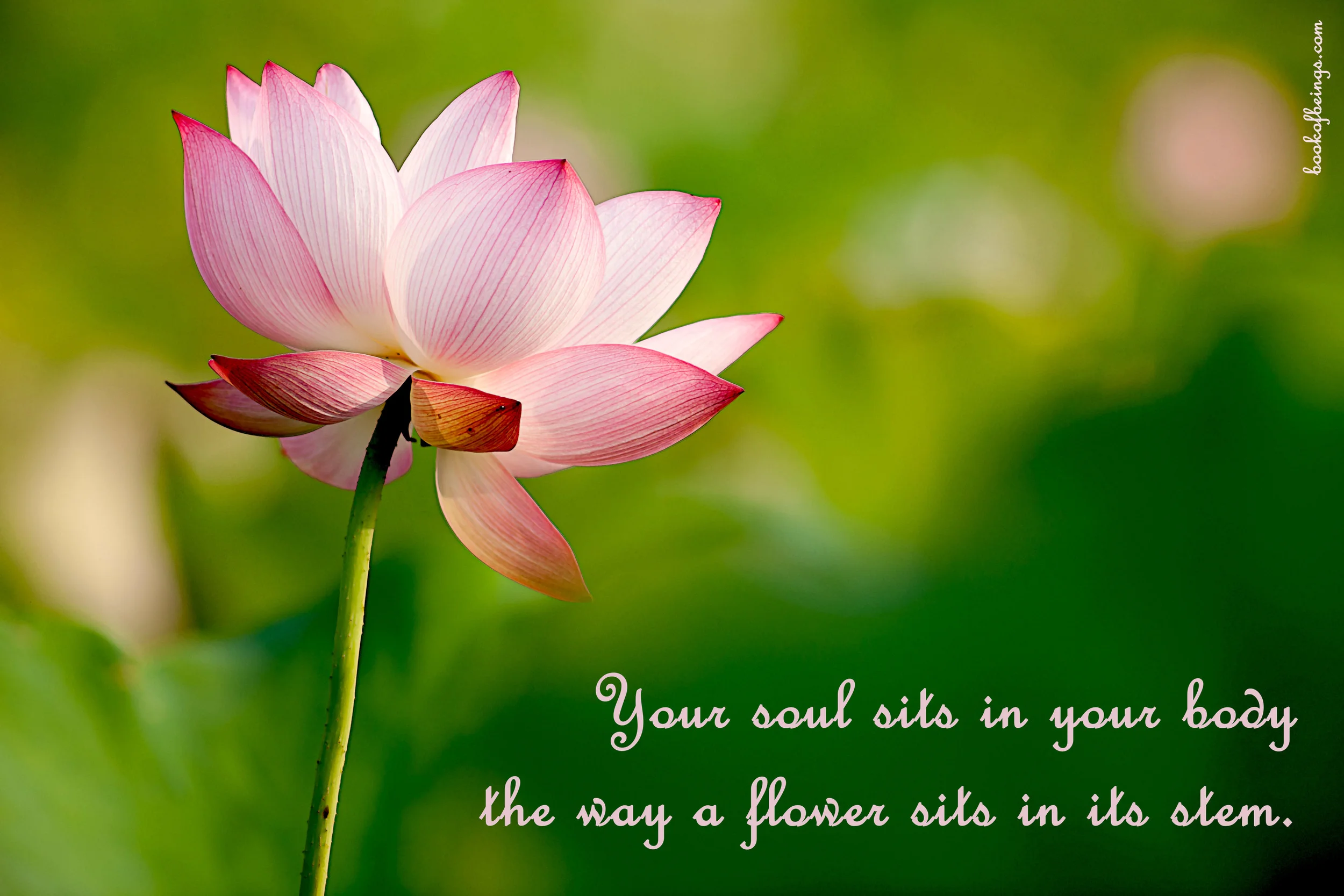 from Chapter 29 Your soul sits in your body the way a flower sits in its stem. The Book of Beings Read-Along at bookofbeings.com 