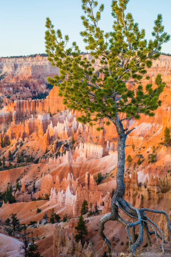 bryce-canyon-utah-tree-hoodoos_5213-james-rodberg-photography.jpg