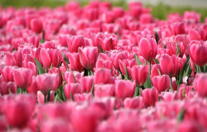 pinkflowers.jpg