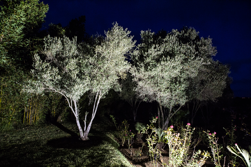 Arbres&Bambous.Nuit.Cr-Sife.ElAmine-141693.jpg