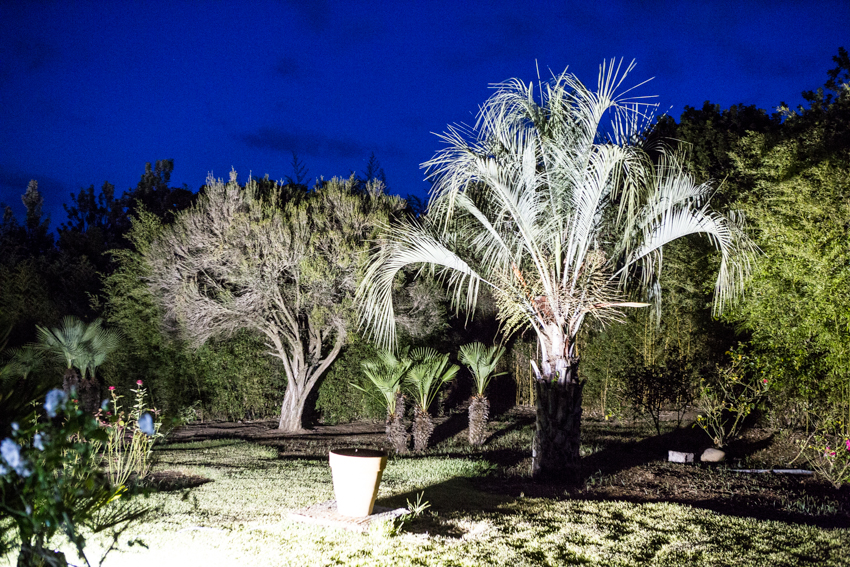 Arbres&Bambous.Nuit.Cr-Sife.ElAmine-141696.jpg