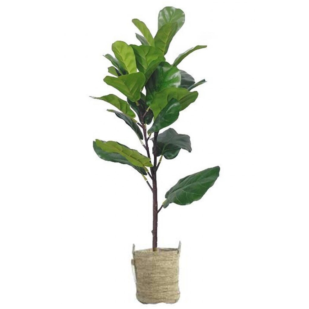Fiddle Leaf Fig Tree